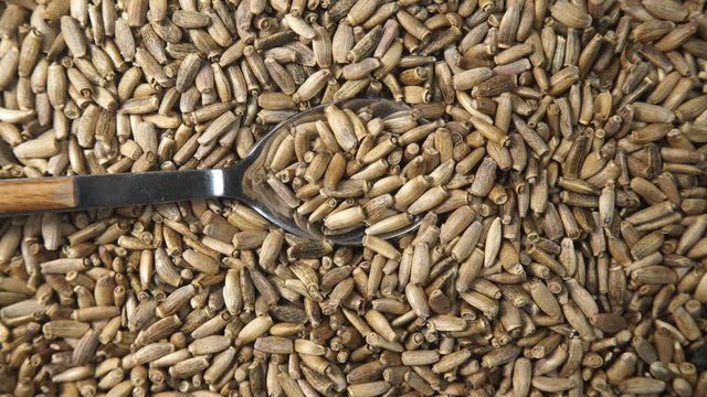 Herbal remedy silybum marianum, milk thistle seeds. Medical plant as food background or texture. Top down view. Natural treatment for liver problems