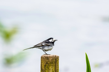 Pied wagtail perching on wooden pal.