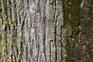 Close up of weathered tree bark with lichen and moss.