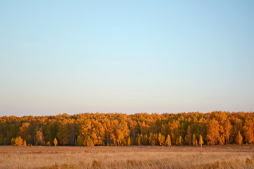 Fototapeta premium Autumn forest in the distance