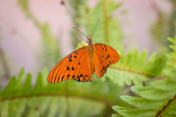 Fototapeta na wymiar Butterfly resting. General view