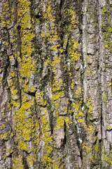 Close up of weathered tree bark with lichen and moss.