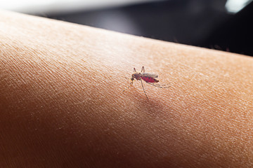 Close-up of a mosquito sucking blood.