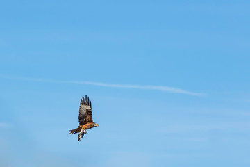 Fototapeta na wymiar Red kite with prey in claws.