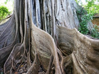 Racines du banyan sauvage en Guadeloupe Antilles françaises