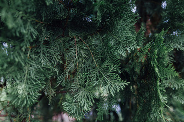 fir tree branch with snow