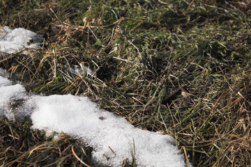 Spring grass. New grass. Spring lawn.