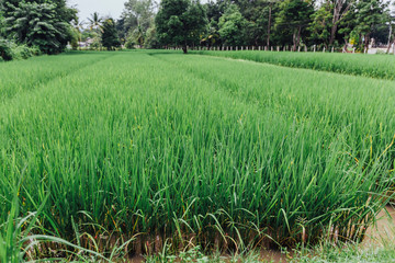 rice field in thailand