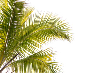 Naklejka na ściany i meble Under coconut tree and coconut leaves on a white background.