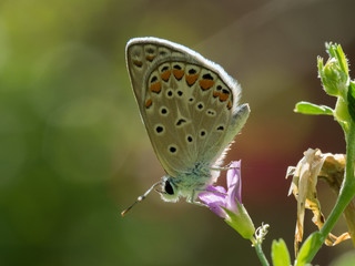 Butterfly on The Flower