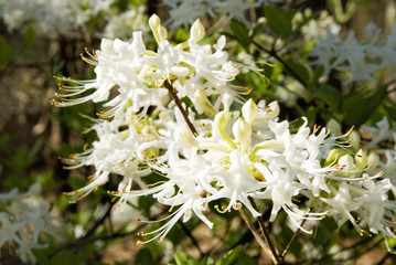 White Color Native Azalea Flower in Bloom