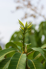 Young leaves mango
