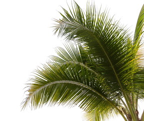 Under coconut tree and coconut leaves on a white background.