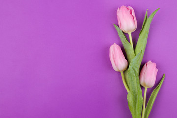 A bouquet of beautiful pink tulips flowers on a trendy bright purple background. Spring. holidays. view from above. place for text. flower frame