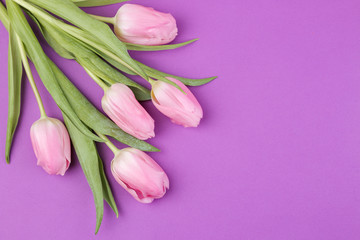 A bouquet of beautiful pink tulips flowers on a trendy bright purple background. Spring. holidays. view from above. place for text. flower frame