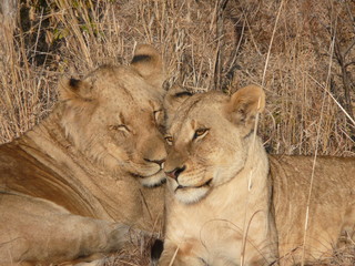 Two lions cuddling together.
