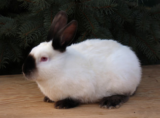 Californian rabbit breed, rabbit, animal, white, bunny, cute, pet, mammal, fluffy, fur, easter,...