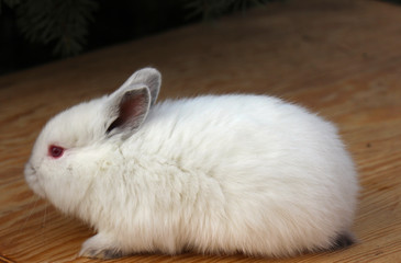 Californian rabbit breed, rabbit, animal, white, bunny, cute, pet, mammal, fluffy, fur, easter,...