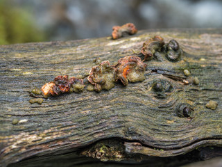 Fungi growing on side of decayed log on forest floor, the day light shining on it shows the range of detail between the log and the fungi. Clear focus at the front of shot and soft blurred background.