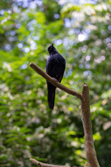 Red-winged starling perching on the tree branch