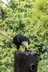 Vertical image of Bald Eagle Perching On Tree Stump