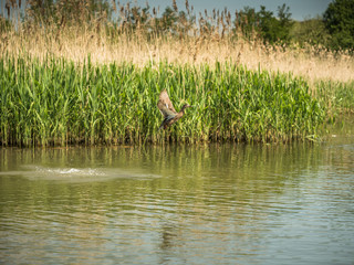 Female mallard duck motion shown during take off with her wings outs and legs tuck beneath her. Duck in front of the wetlands reeds and the water droplets from duck dropping back onto the water.