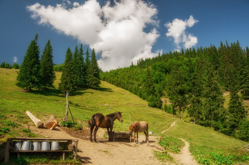 Horses grazing in a meadow in the mountains. Carpathians. Ukraine.