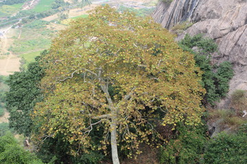 tree