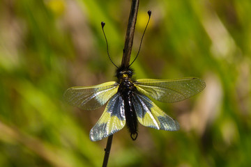 insetto Ascalafide (Libelloides coccajus),primo piano