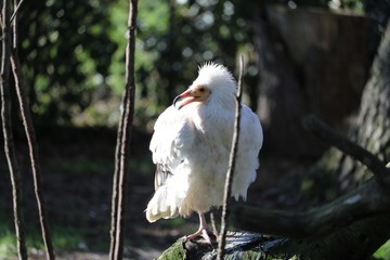 vautour percnoptère