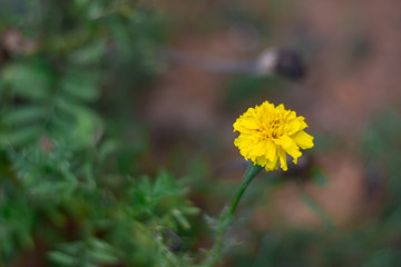 Chrysanthemum flower is a flower from species of perennial flowering plants in the family Asteraceae which is native to Asia and northeastern Europe.Here Photograph taken from Kerala,India .Orange Chr