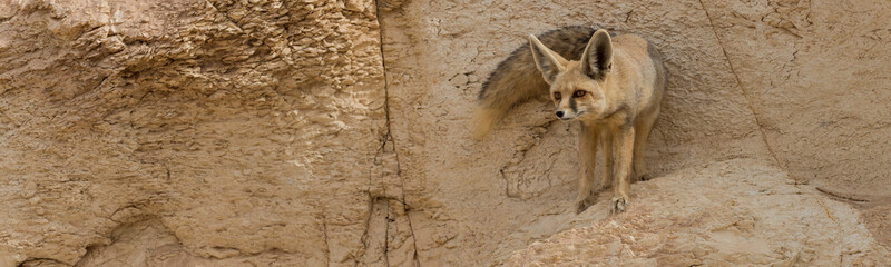 The rüppell's fox, Vulpes rueppellii, in the Egyptian White Desert National Park