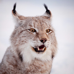 Obraz premium Abordable Eurasian Lynx, portrait in winter field