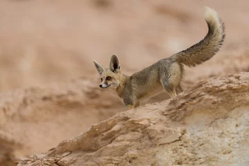 Fotobehang The rüppell's fox, Vulpes rueppellii, in the Egyptian White Desert National Park © Sebastian