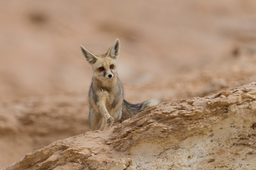 The r&uuml;ppell's fox, Vulpes rueppellii, in the Egyptian White Desert National Park