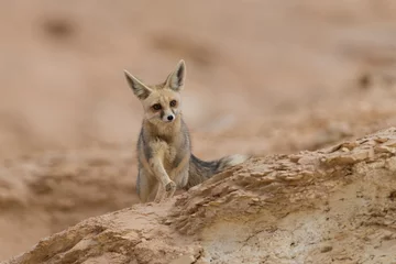 Fotobehang The rüppell's fox, Vulpes rueppellii, in the Egyptian White Desert National Park © Sebastian