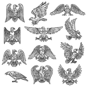 Heraldic sketch gothic eagle hawk icons