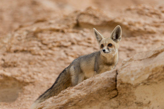 The r&uuml;ppell's fox, Vulpes rueppellii, in the Egyptian White Desert National Park