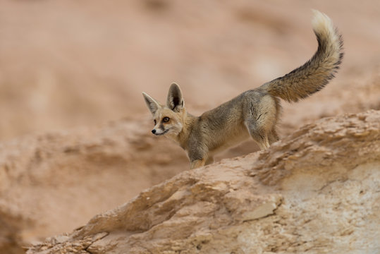 The r&uuml;ppell's fox, Vulpes rueppellii, in the Egyptian White Desert National Park