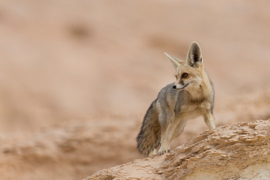 The rüppell's fox, Vulpes rueppellii, in the Egyptian White Desert National Park