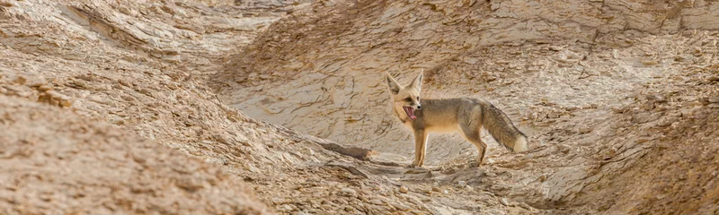 Foto op Plexiglas The rüppell's fox, Vulpes rueppellii, in the Egyptian White Desert National Park © Sebastian
