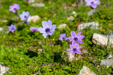 Spring season; wild flower; Anemone (Anemone coronaria)