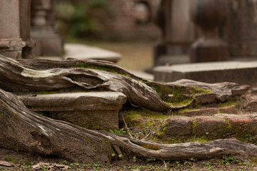 tree root brick moss bokeh background