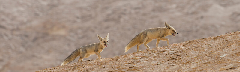The rüppell's fox, Vulpes rueppellii, in the Egyptian White Desert National Park