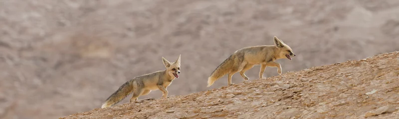 Poster The rüppell's fox, Vulpes rueppellii, in the Egyptian White Desert National Park © Sebastian