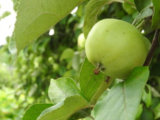 green apples on a branch in the garden in the village, a clear Sunny day