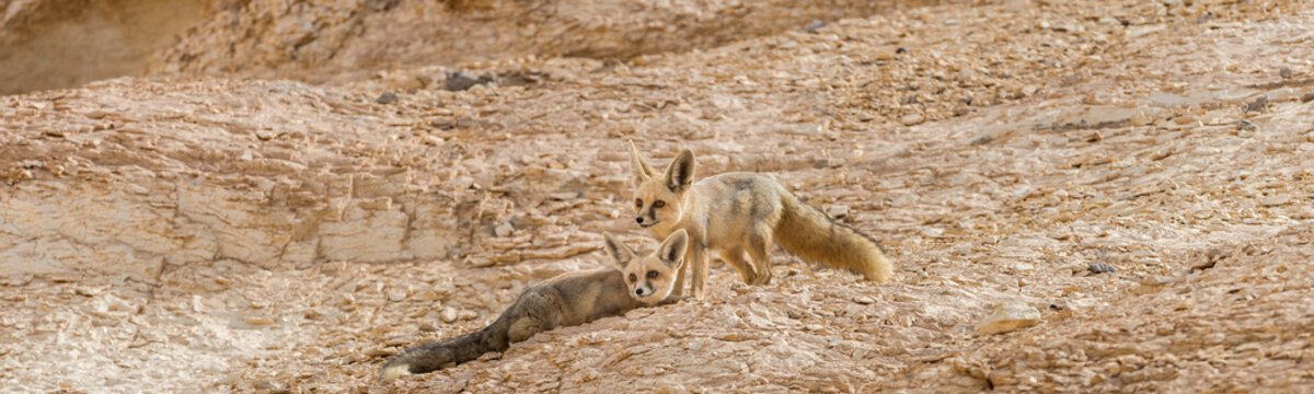 The r&uuml;ppell's fox, Vulpes rueppellii, in the Egyptian White Desert National Park