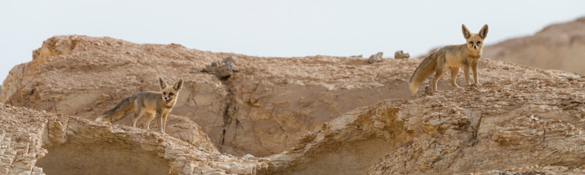 The r&uuml;ppell's fox, Vulpes rueppellii, in the Egyptian White Desert National Park