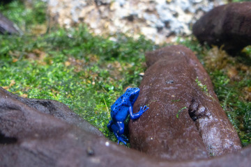 Dart Frog - Blue Frog
