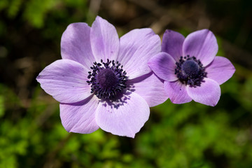Spring season; wild flower; Anemone (Anemone coronaria)
